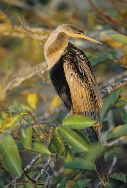 USA, Florida Close-up of anhinga on tree limb